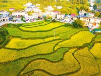 Layered rice terraces are seen in Yuexi County, Anqing, China, on September 2, 2024. (