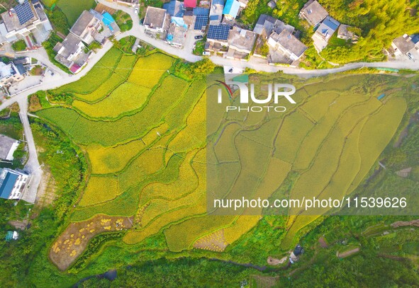 Layered rice terraces are seen in Yuexi County, Anqing, China, on September 2, 2024. 