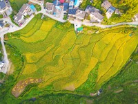 Layered rice terraces are seen in Yuexi County, Anqing, China, on September 2, 2024. (