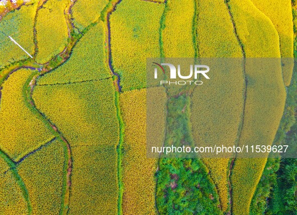 Layered rice terraces are seen in Yuexi County, Anqing, China, on September 2, 2024. 