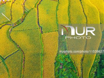 Layered rice terraces are seen in Yuexi County, Anqing, China, on September 2, 2024. (