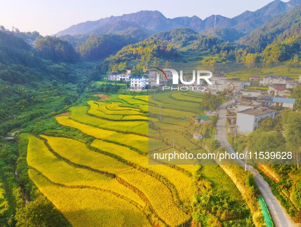 Layered rice terraces are seen in Yuexi County, Anqing, China, on September 2, 2024. 