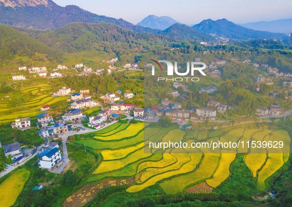 Layered rice terraces are seen in Yuexi County, Anqing, China, on September 2, 2024. 