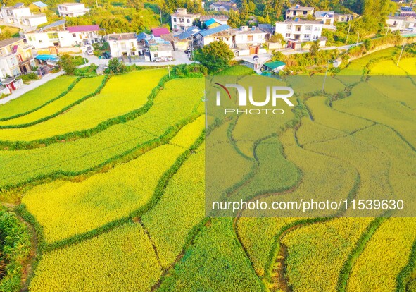 Layered rice terraces are seen in Yuexi County, Anqing, China, on September 2, 2024. 