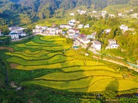 Layered rice terraces are seen in Yuexi County, Anqing, China, on September 2, 2024. (