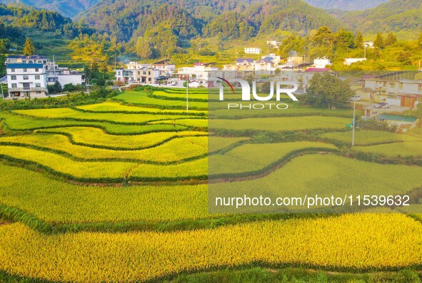 Layered rice terraces are seen in Yuexi County, Anqing, China, on September 2, 2024. 