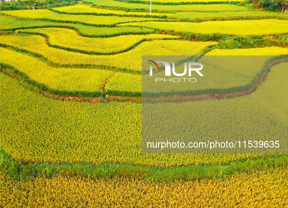 Layered rice terraces are seen in Yuexi County, Anqing, China, on September 2, 2024. 