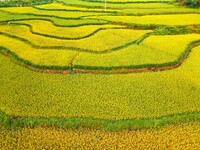 Layered rice terraces are seen in Yuexi County, Anqing, China, on September 2, 2024. (