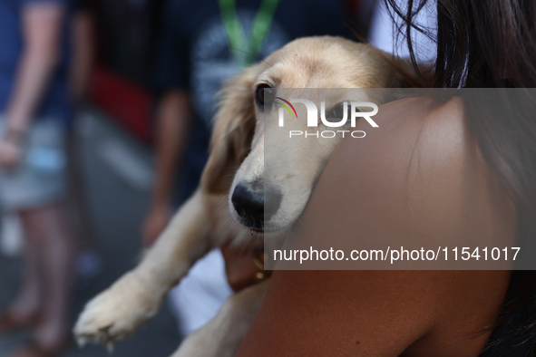 Leo, dog of Alexandra Saint Mleux, before the Formula 1 Italian Grand Prix at Autodromo Nazionale di Monza in Monza, Italy on September 1, 2...