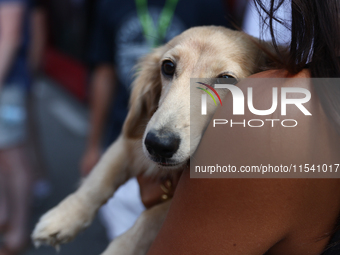 Leo, dog of Alexandra Saint Mleux, before the Formula 1 Italian Grand Prix at Autodromo Nazionale di Monza in Monza, Italy on September 1, 2...