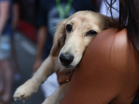 Leo, dog of Alexandra Saint Mleux, before the Formula 1 Italian Grand Prix at Autodromo Nazionale di Monza in Monza, Italy on September 1, 2...