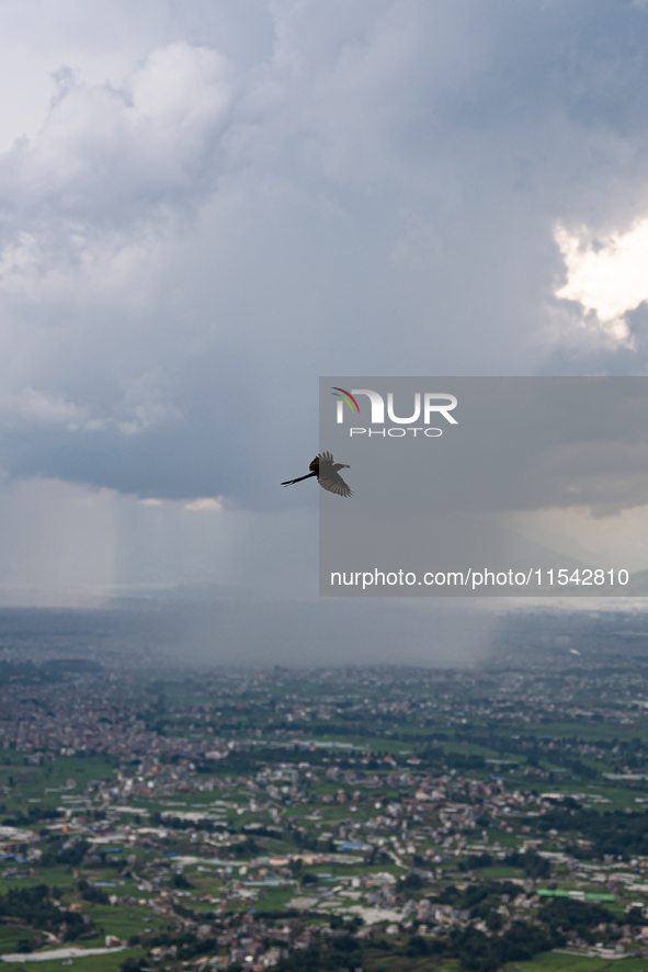 A bird carries its food while flying on a rainy day in Bhaktapur, Nepal. 