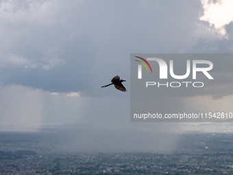 A bird carries its food while flying on a rainy day in Bhaktapur, Nepal. (