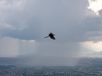 A bird carries its food while flying on a rainy day in Bhaktapur, Nepal. (