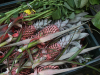 Pineapples are sold at the Connemara market (Palayam Market) in Thiruvananthapuram, Kerala, India, on April 13, 2024. The Connemara market (...