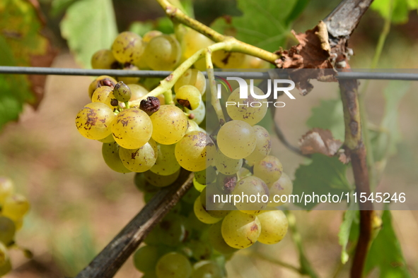 Vineyards in the Rhone Valley in Chavanay, Loire, France, on September 3, 2024. Grape harvest in France. 