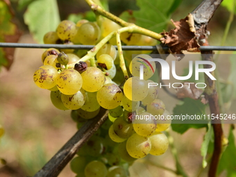 Vineyards in the Rhone Valley in Chavanay, Loire, France, on September 3, 2024. Grape harvest in France. (