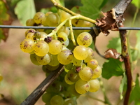 Vineyards in the Rhone Valley in Chavanay, Loire, France, on September 3, 2024. Grape harvest in France. (