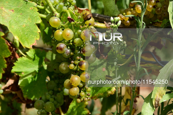 Vineyards in the Rhone Valley in Chavanay, Loire, France, on September 3, 2024. Grape harvest in France. 