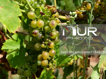 Vineyards in the Rhone Valley in Chavanay, Loire, France, on September 3, 2024. Grape harvest in France. (