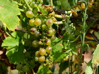 Vineyards in the Rhone Valley in Chavanay, Loire, France, on September 3, 2024. Grape harvest in France. (