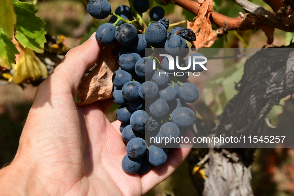 Vineyards in the Rhone Valley in Chavanay, Loire, France, on September 3, 2024. Grape harvest in France. 