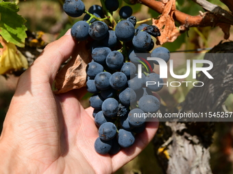 Vineyards in the Rhone Valley in Chavanay, Loire, France, on September 3, 2024. Grape harvest in France. (