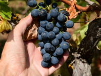 Vineyards in the Rhone Valley in Chavanay, Loire, France, on September 3, 2024. Grape harvest in France. (