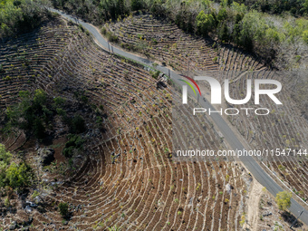 An aerial view of a plantation during the drought season in Purwosari subdistrict, Gunung Kidul Regency, Yogyakarta Province, Indonesia, on...