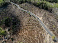 An aerial view of a plantation during the drought season in Purwosari subdistrict, Gunung Kidul Regency, Yogyakarta Province, Indonesia, on...