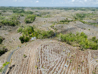 An aerial view of a plantation during the drought season in Purwosari subdistrict, Gunung Kidul Regency, Yogyakarta Province, Indonesia, on...