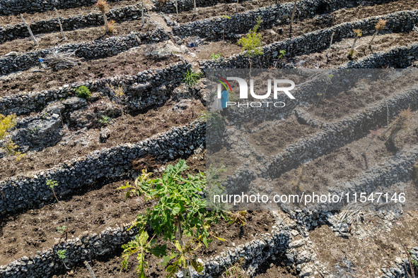 A farmer stands on her plantation during drought season in Purwosari subdistrict, Gunung Kidul Regency, Yogyakarta Province, Indonesia, on S...