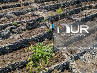 A farmer stands on her plantation during drought season in Purwosari subdistrict, Gunung Kidul Regency, Yogyakarta Province, Indonesia, on S...