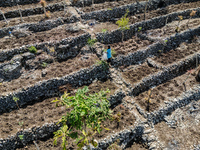 A farmer stands on her plantation during drought season in Purwosari subdistrict, Gunung Kidul Regency, Yogyakarta Province, Indonesia, on S...