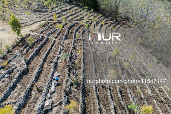 A farmer dries cassavas on a plantation during the drought season in Purwosari subdistrict, Gunung Kidul Regency, Yogyakarta Province, Indon...