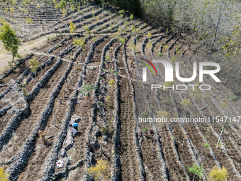 A farmer dries cassavas on a plantation during the drought season in Purwosari subdistrict, Gunung Kidul Regency, Yogyakarta Province, Indon...