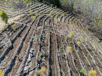 A farmer dries cassavas on a plantation during the drought season in Purwosari subdistrict, Gunung Kidul Regency, Yogyakarta Province, Indon...