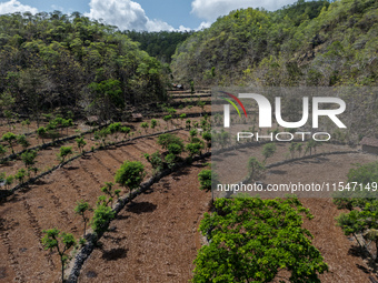 An aerial view of a plantation during the drought season in Tepus Village, Gunung Kidul Regency, Yogyakarta Province, Indonesia, on Septembe...