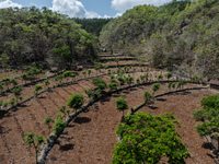 An aerial view of a plantation during the drought season in Tepus Village, Gunung Kidul Regency, Yogyakarta Province, Indonesia, on Septembe...