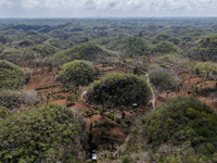 An aerial view of a plantation during the drought season in Tepus Village, Gunung Kidul Regency, Yogyakarta Province, Indonesia, on Septembe...