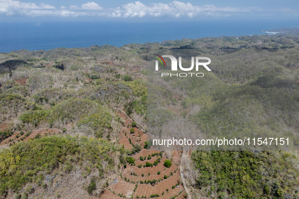 An aerial view of a plantation during the drought season in Tepus Village, Gunung Kidul Regency, Yogyakarta Province, Indonesia, on Septembe...