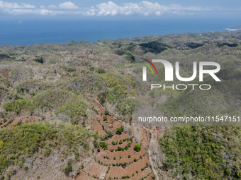 An aerial view of a plantation during the drought season in Tepus Village, Gunung Kidul Regency, Yogyakarta Province, Indonesia, on Septembe...