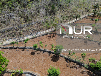 Villagers walk towards a plantation to work during the drought season in Tepus Village, Gunung Kidul Regency, Yogyakarta Province, Indonesia...