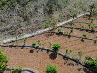 Villagers walk towards a plantation to work during the drought season in Tepus Village, Gunung Kidul Regency, Yogyakarta Province, Indonesia...