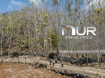 Villagers walk towards a plantation to work during the drought season in Tepus Village, Gunung Kidul Regency, Yogyakarta Province, Indonesia...