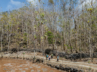 Villagers walk towards a plantation to work during the drought season in Tepus Village, Gunung Kidul Regency, Yogyakarta Province, Indonesia...