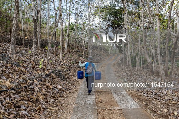 A villager carries water containers after collecting water for their livestock and plantation during the drought season in Tepus Village, Gu...