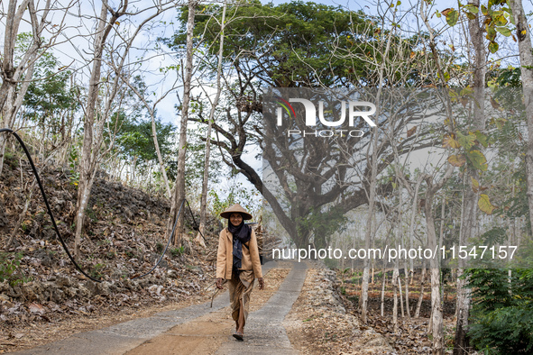 A villager carries wood during the drought season in Tepus Village, Gunung Kidul Regency, Yogyakarta Province, Indonesia, on September 5, 20...