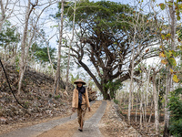 A villager carries wood during the drought season in Tepus Village, Gunung Kidul Regency, Yogyakarta Province, Indonesia, on September 5, 20...