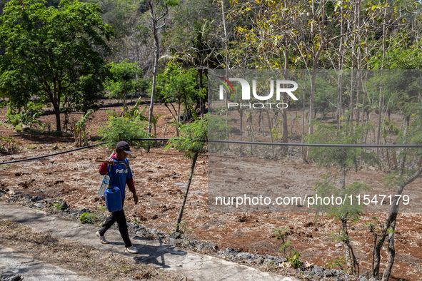 A villager carries water containers after collecting water for their livestock and plantation during the drought season in Tepus Village, Gu...